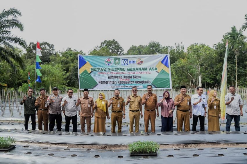 Dukung Swasembada Pangan, Bupati Bengkalis Tanam Cabai Nusantara