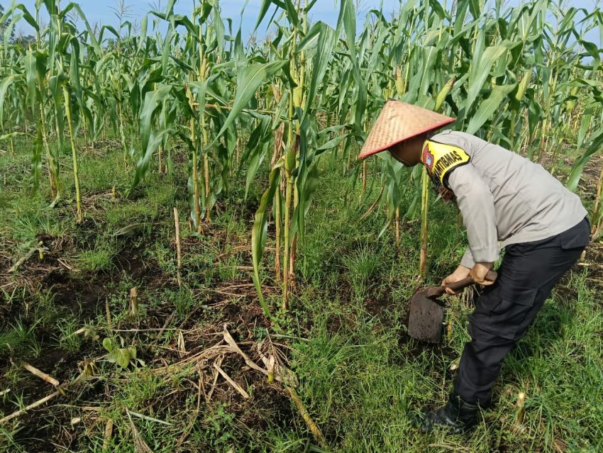 Dukung Swasembada Pangan, Polsek Bengkalis Genjar Dorong Kelompok Tani Budidaya Jagung Pipil