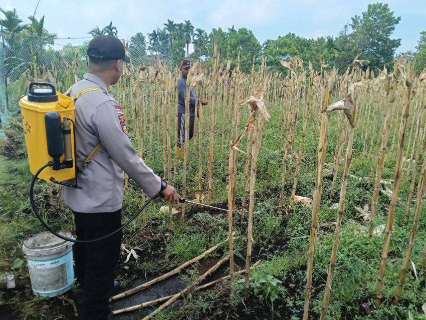 Amankan Panen Susulan Di Desa Senggoro, Kapolsek Bengkalis Turun Langsung Semprot Hama.
