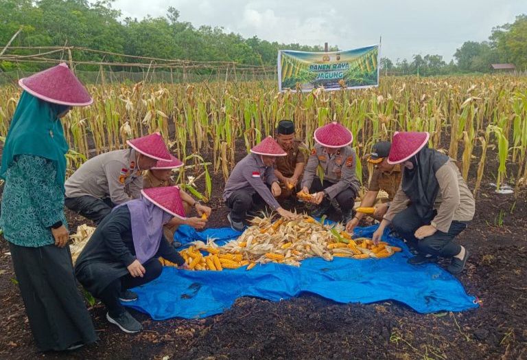 Panen Raya Jagung di Kecamatan Bantan: Polisi Hadir Mendukung Program Pemerintah
